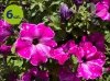 Surfinia Purple Star  6 sztuk